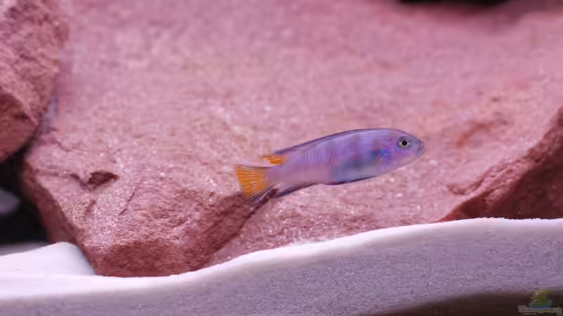 Pseudotropheus Elongatus Mpanga Bock von Tobi787 (13)