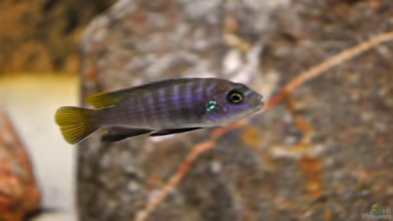 Pseudotropheus elongatus mpanga Jungfisch von Vladi (51)