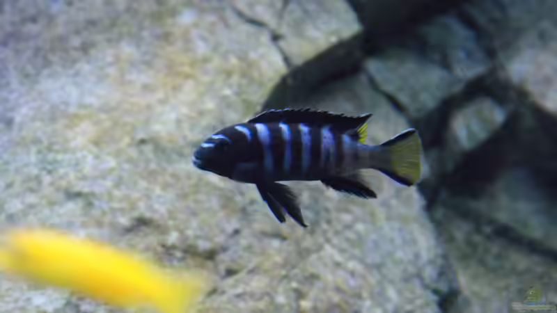 Pseudotropheus elongatus mpanga M von Frank Wollenburg (41)