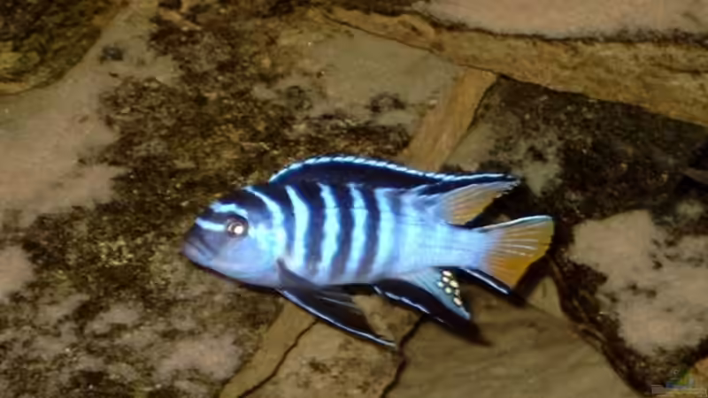 Pseudotropheus elongatus (mpanga) Männchen von Helgo Jacob (18)