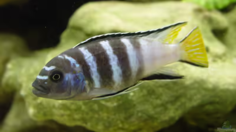 Pseudotropheus elongatus Mpanga (noch im alten Aquarium) von Mbunafan (12)