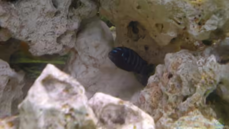 Pseudotropheus Elongatus Mpanga von Alihsan Boeklers (19)