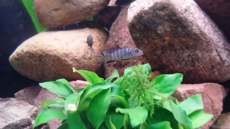 Pseudotropheus elongatus mpanga von axxlon (11)