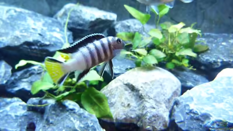 Pseudotropheus elongatus Mpanga von Carsten Peters (27)