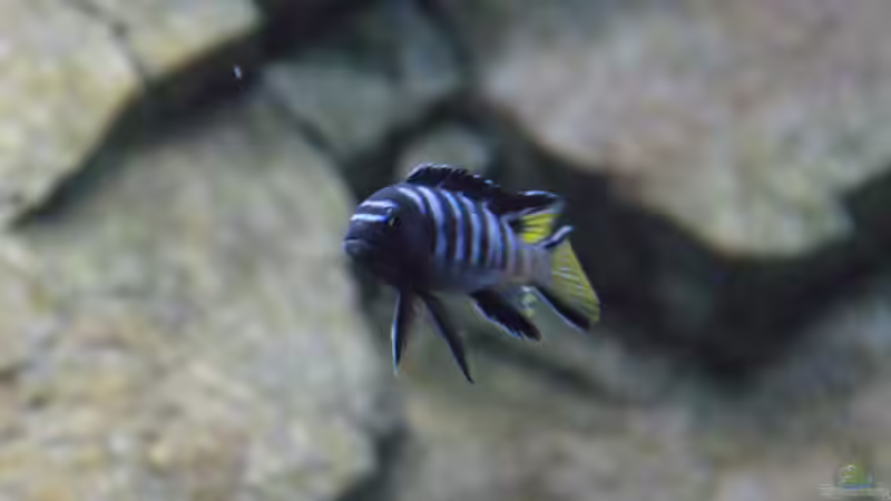 Pseudotropheus elongatus mpanga von Frank Wollenburg (28)