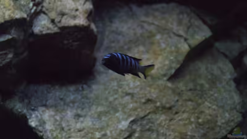 Pseudotropheus elongatus mpanga von Frank Wollenburg (30)