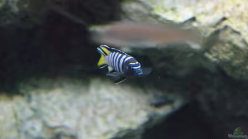 Pseudotropheus elongatus mpanga von Frank Wollenburg (32)