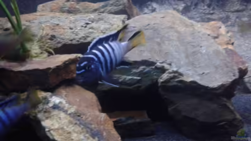 pseudotropheus elongatus ´mpanga´ von FunkyTraut (17)