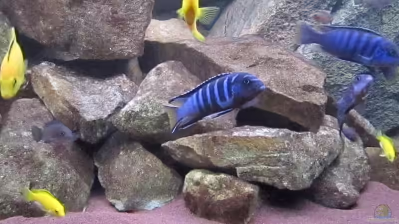 Pseudotropheus elongatus mpanga von Green Zebra (14)