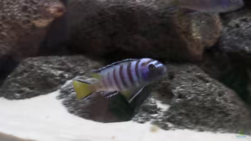 Pseudotropheus Elongatus Mpanga von hsrk1287 (3)