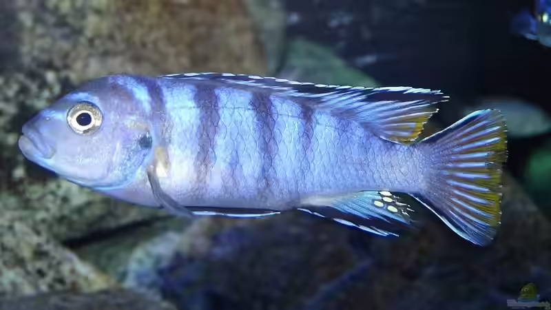 Pseudotropheus Elongatus Mpanga von Malawi_Einsteiger (41)