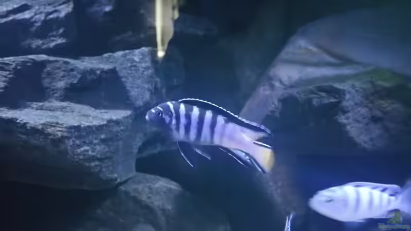 Pseudotropheus elongatus Mpanga von Uncas (22)