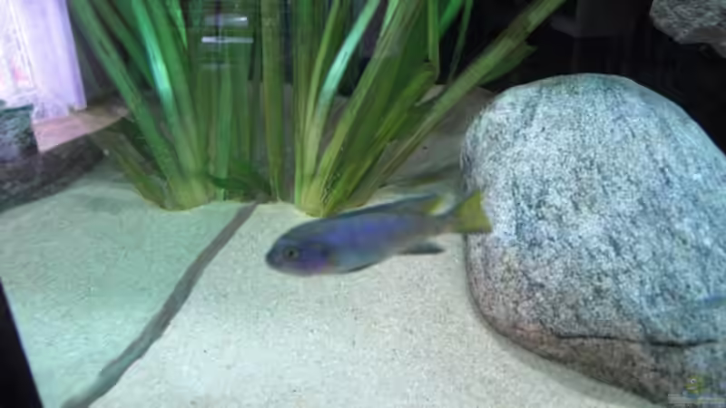 Pseudotropheus elongatus mpanga weib von Andre Walz (16)