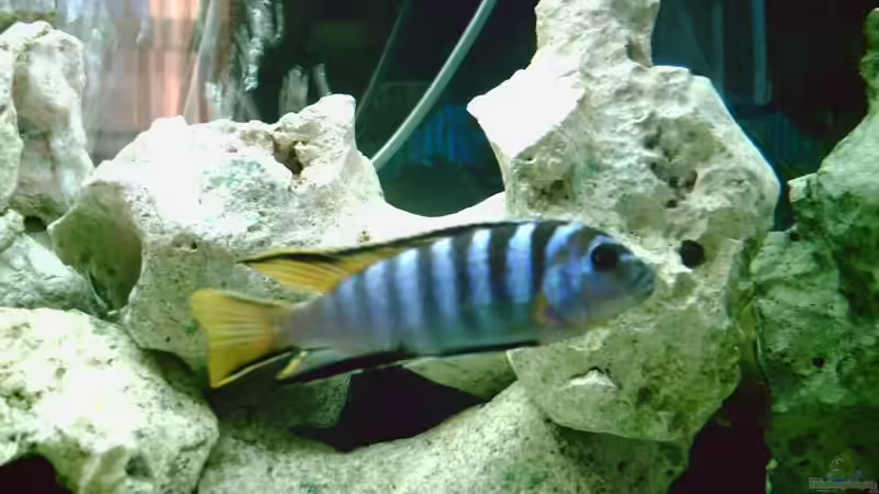 Aquarien mit Pseudotropheus elongatus (Schmalbarsch)