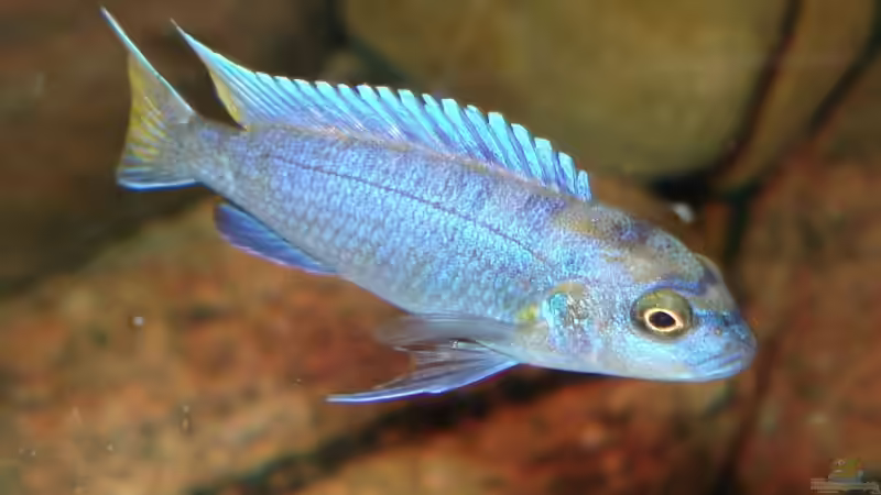 Aquarien mit Pseudotropheus elongatus (Schmalbarsch)