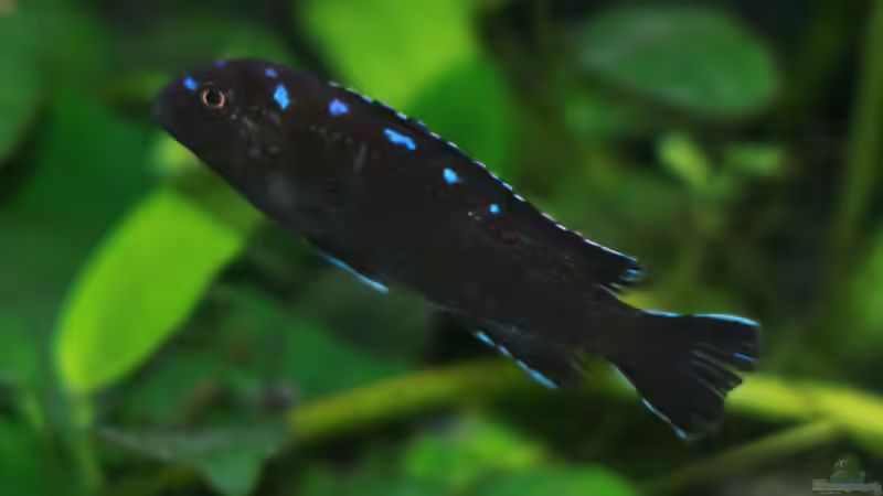 Pseudotropheus elongatus Neon Spot Ruarwe, m von Nina Hutter (29)