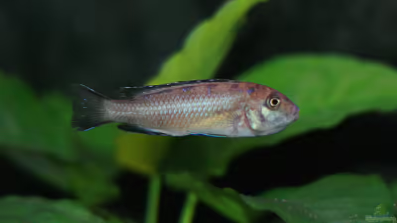 Aquarien mit Pseudotropheus elongatus (Schmalbarsch)
