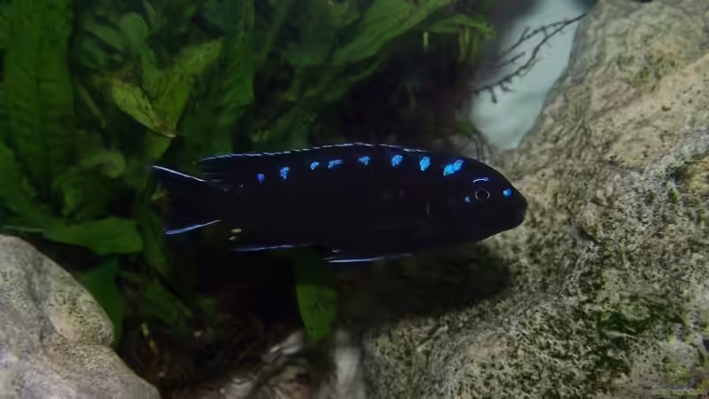 Pseudotropheus elongatus neon spot ruarwe Männchen von Maik83 (27)