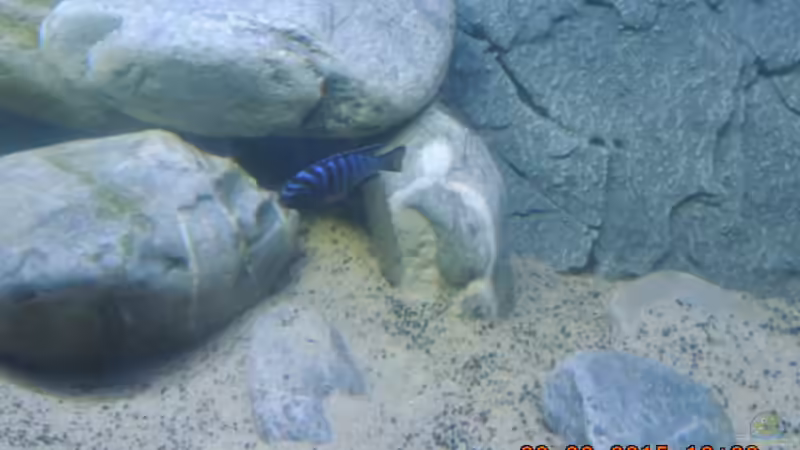 Pseudotropheus elongatus neon spot von Michael Christ (6)