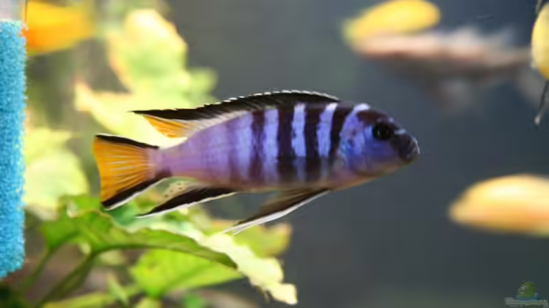 Pseudotropheus elongatus spec. mpanga (Bock) von lützkopf (27)