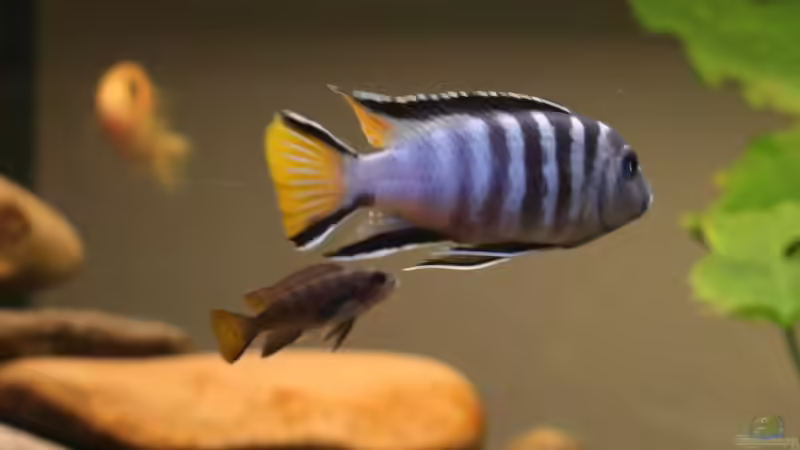 Pseudotropheus elongatus spec. mpanga (Papa & Kind) von lützkopf (19)