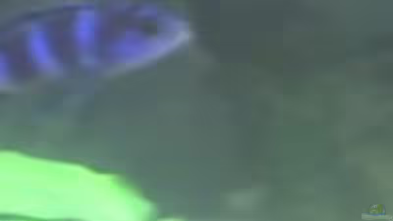 Pseudotropheus elongatus von Heiko Rodegast (24)