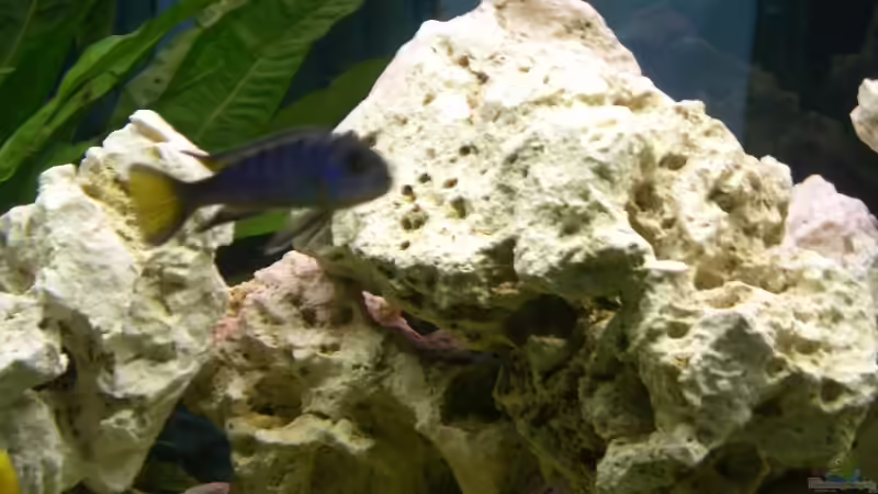 Pseudotropheus elongatus von Lutz Altepost (8)