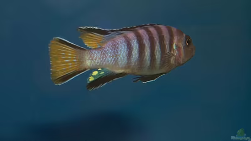 Pseudotropheus elongatus yellow tail - Männchen von Alexander Steinkellner (8)