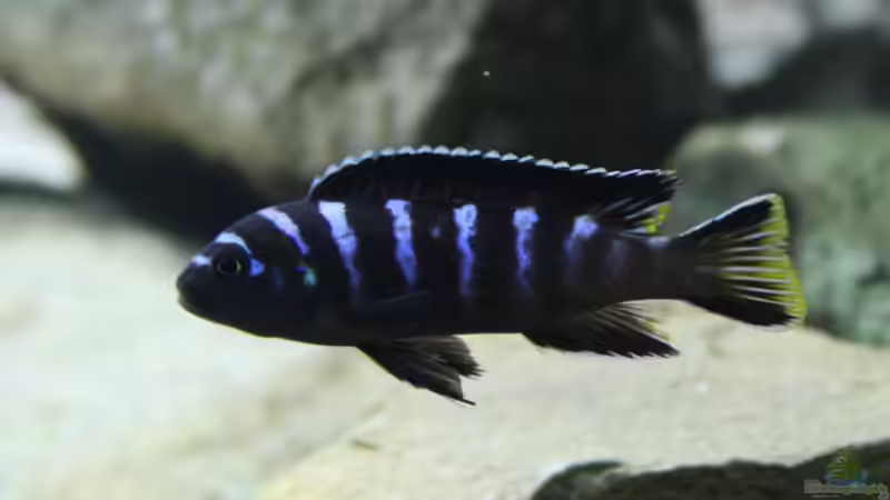 Pseudotropheus elongatus yellow tail (m) von fabsi (5)