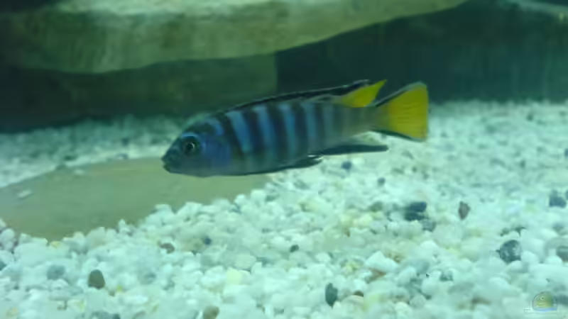 Pseudotropheus Elongatus ´yellow tail´ von Dommi (14)