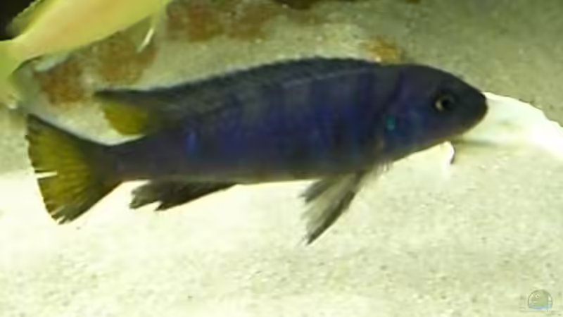 Pseudotropheus elongatus yellow tail von P.K. (9)