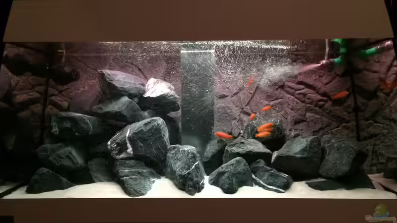 Pseudotropheus Erstbesatz (20.03.2015)