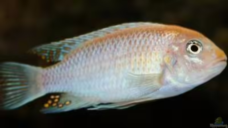 Pseudotropheus esthera M von Kurt Weissenboeck (6)