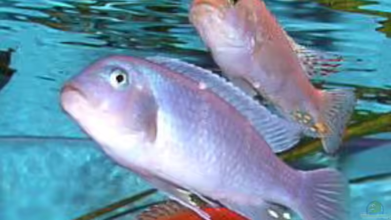 Pseudotropheus estherae  von Daniel Hieber (14)