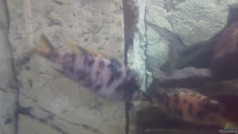 Pseudotropheus Estherae Gescheckt Bock von Francesco (18)