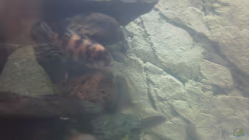 Pseudotropheus Estherae Gescheckt Jungtiere von Francesco (14)