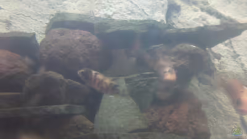 Pseudotropheus Estherae Gescheckt Jungtiere von Francesco (15)