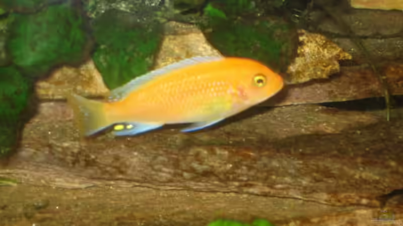 Pseudotropheus estherae red/red ´Männchen´ von Dennis Eick (8)