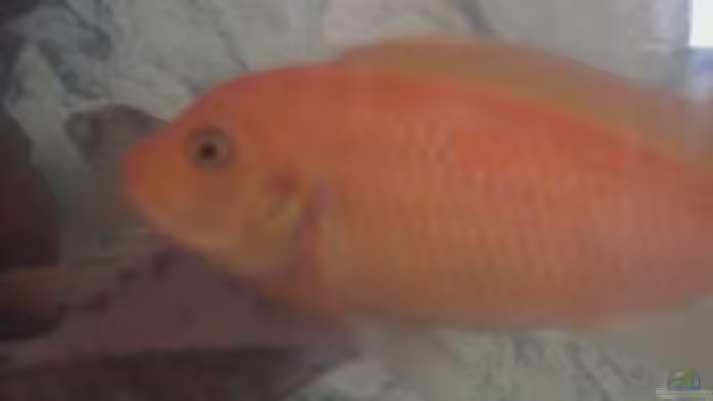 Pseudotropheus Estherae Red/Red von Francesco (19)