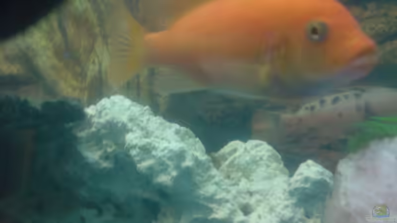 Pseudotropheus Estherae Red/Red von Francesco (21)