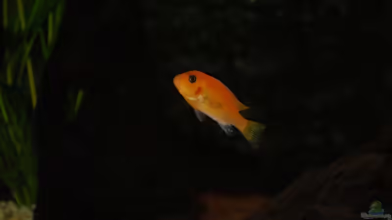 Pseudotropheus Estherae Rot von Dustin R. (3)