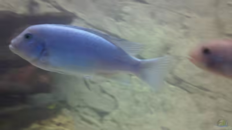 Pseudotropheus Estherae von Francesco (22)