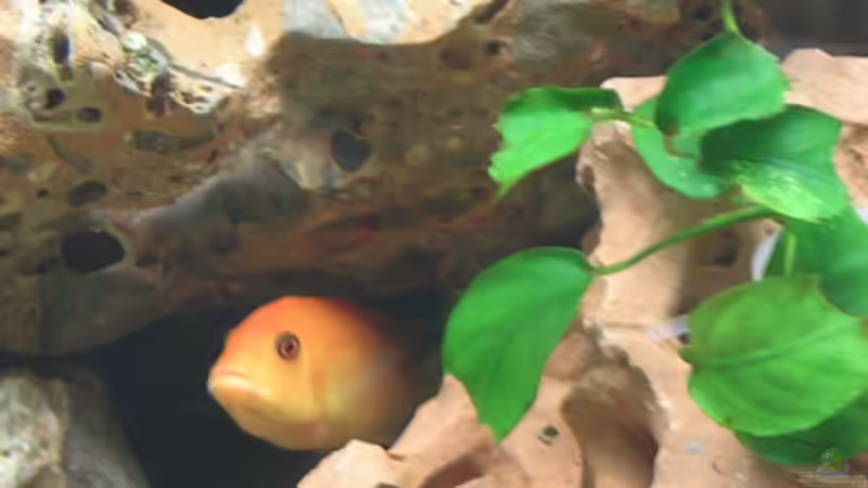 Pseudotropheus estherae Weibchen von Theodor Schmidt (18)