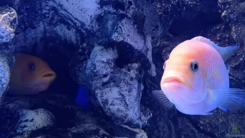 Pseudotropheus Esthere von Ray (2)