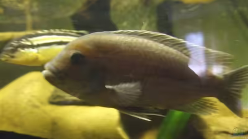 Pseudotropheus Estherea M von Esslinger (23)