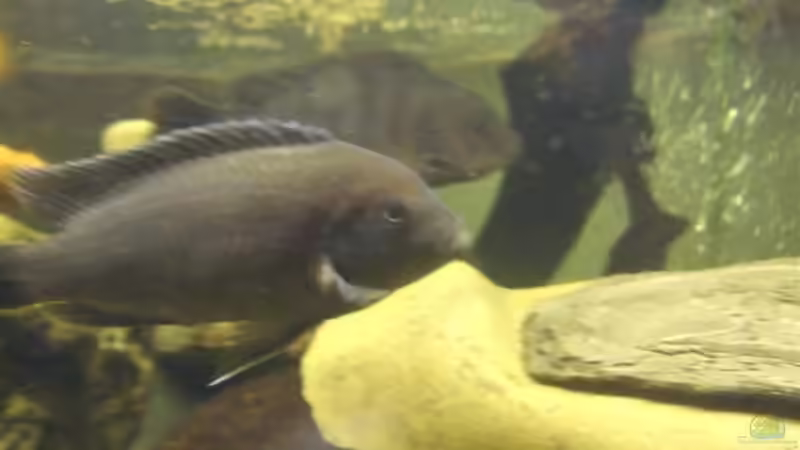 Pseudotropheus Estherea M von Esslinger (30)