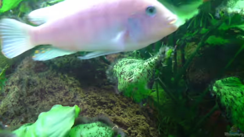 Pseudotropheus Estherea Männchen  von Dennis Feldhaus (22)