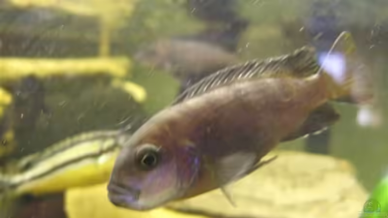 Pseudotropheus Estherea W von Esslinger (34)