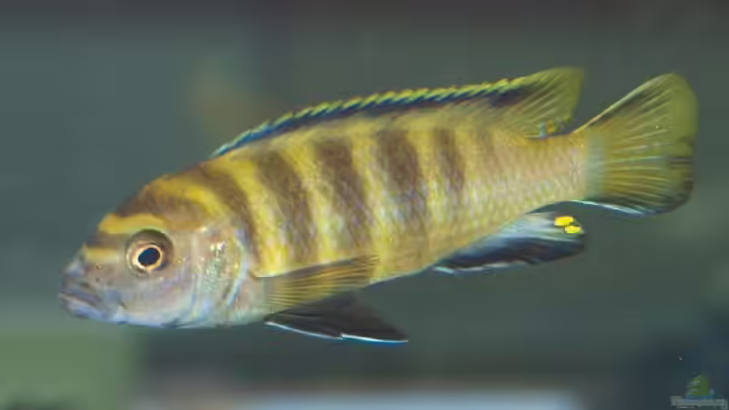 Einrichtungsbeispiele mit Pseudotropheus flavus