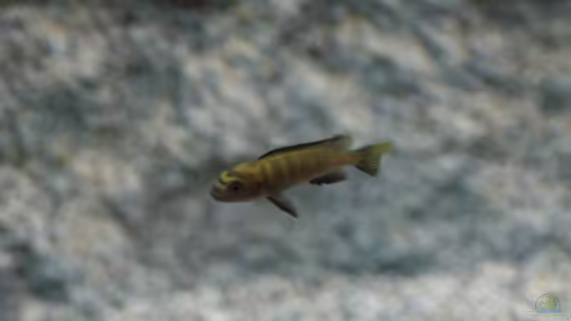 Einrichtungsbeispiele mit Pseudotropheus flavus